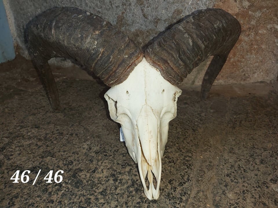 Trophée de Mouflon - 46/46