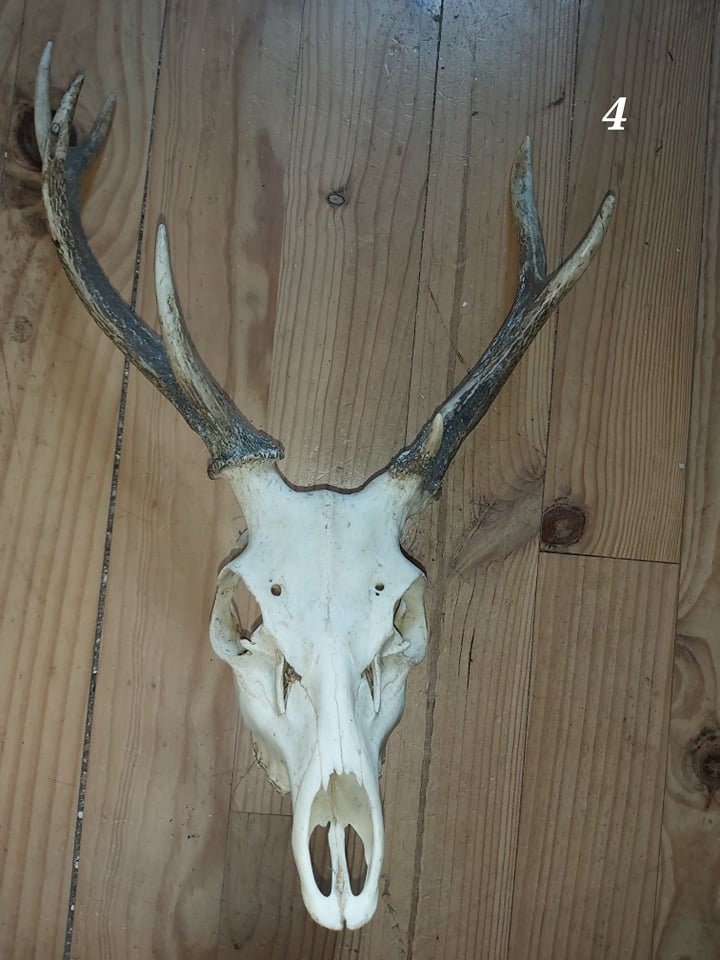 Trophée Cerf Sika - 4