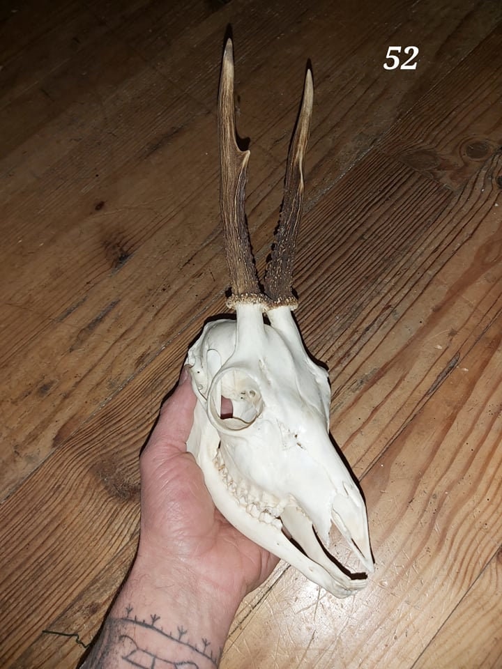 Trophée Chevreuil - Crâne Entier 52