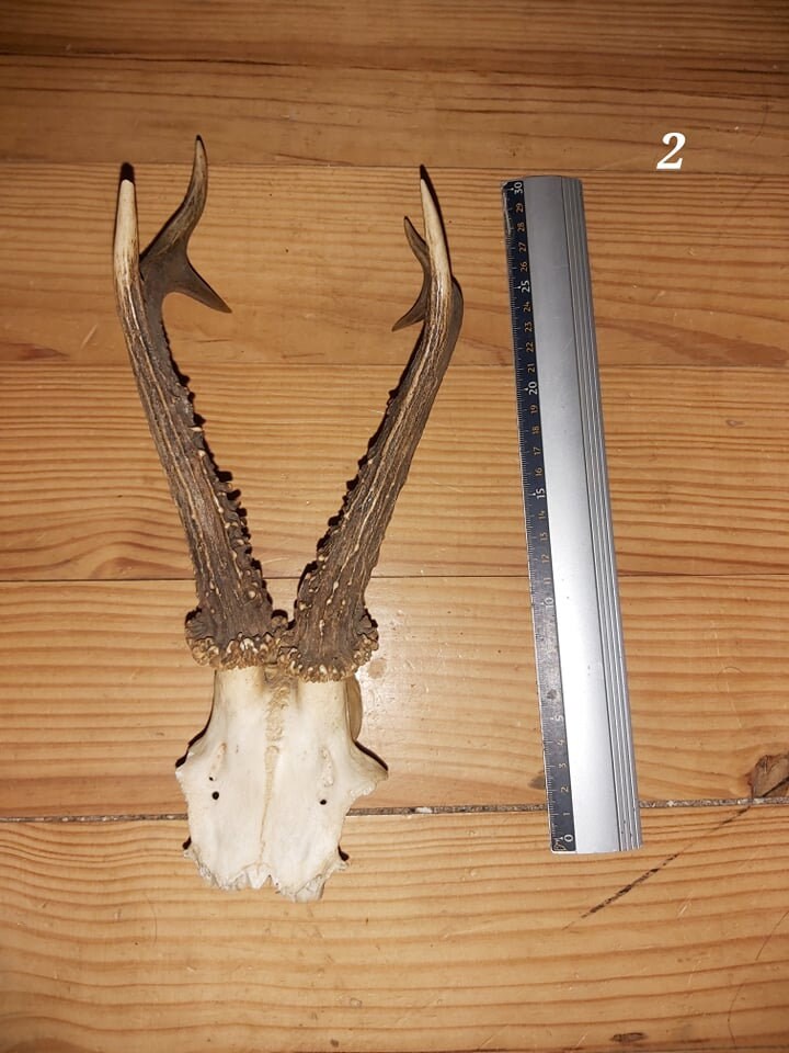 Scalp de Chevreuil - 2