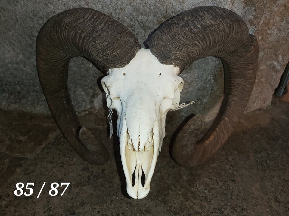 Trophée de Mouflon - 85/87