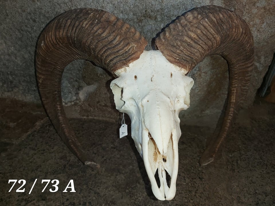 Trophée de Mouflon - 72/73 A
