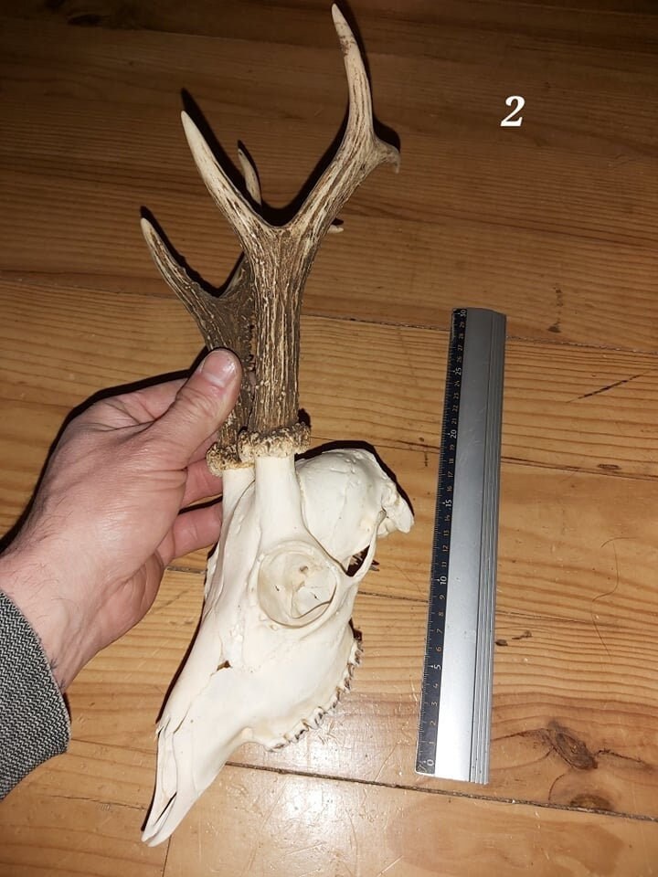 Trophée Chevreuil - Crâne Entier 2