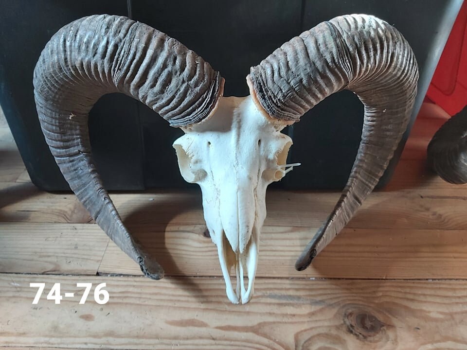 Trophée de Mouflon - 74/76