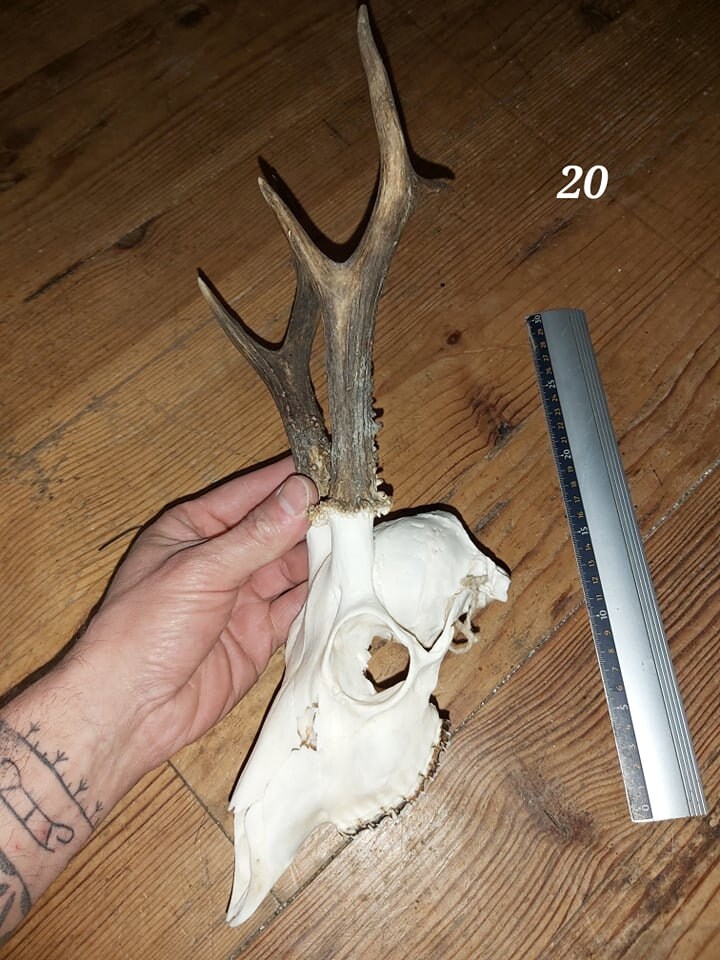 Trophée Chevreuil - Crâne Entier 20