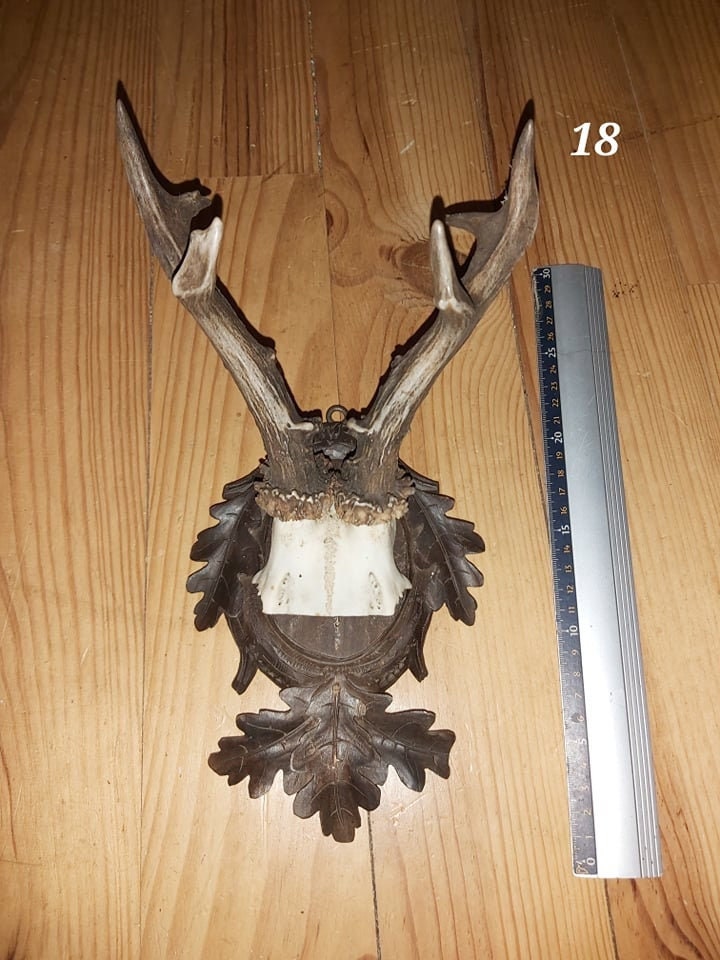 Scalp de Chevreuil - Antique 18