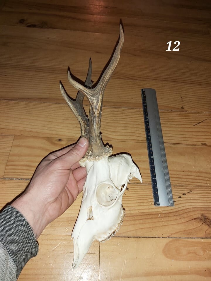 Trophée Chevreuil - Crâne Entier 12