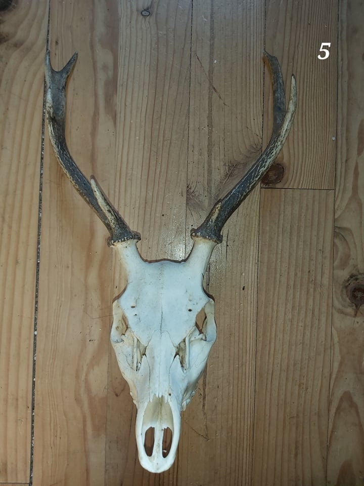 Trophée Cerf Sika - 5