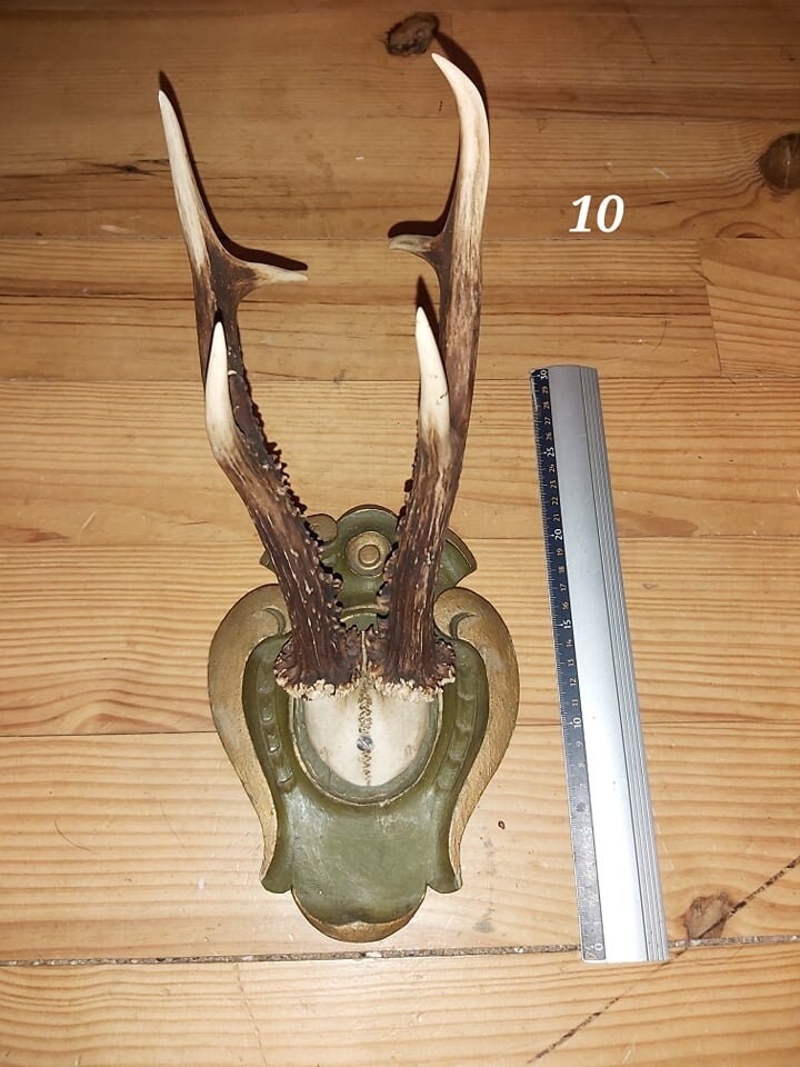 Scalp de Chevreuil - Antique 10