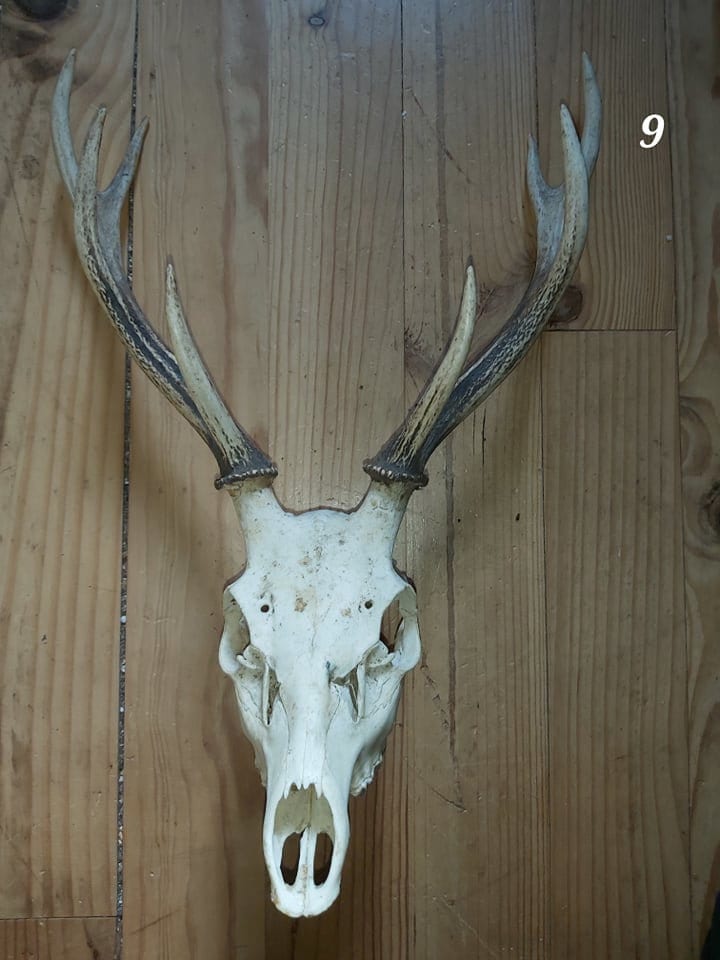 Trophée Cerf Sika - 9