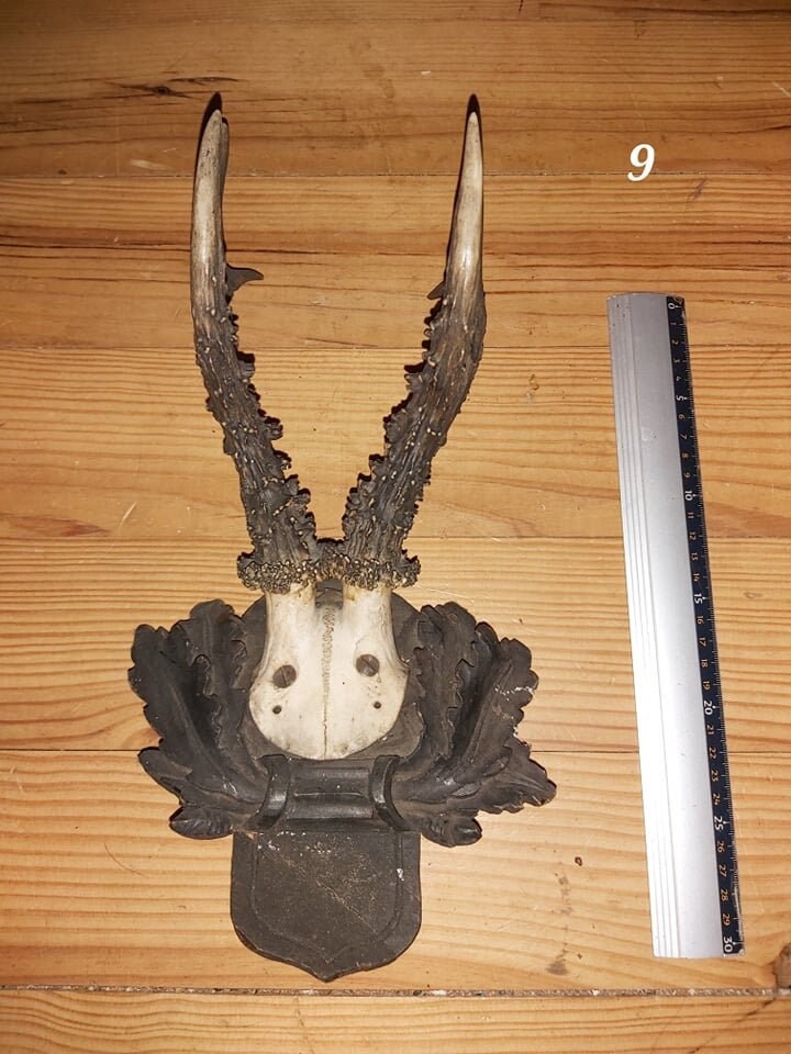 Scalp de Chevreuil - Antique 9