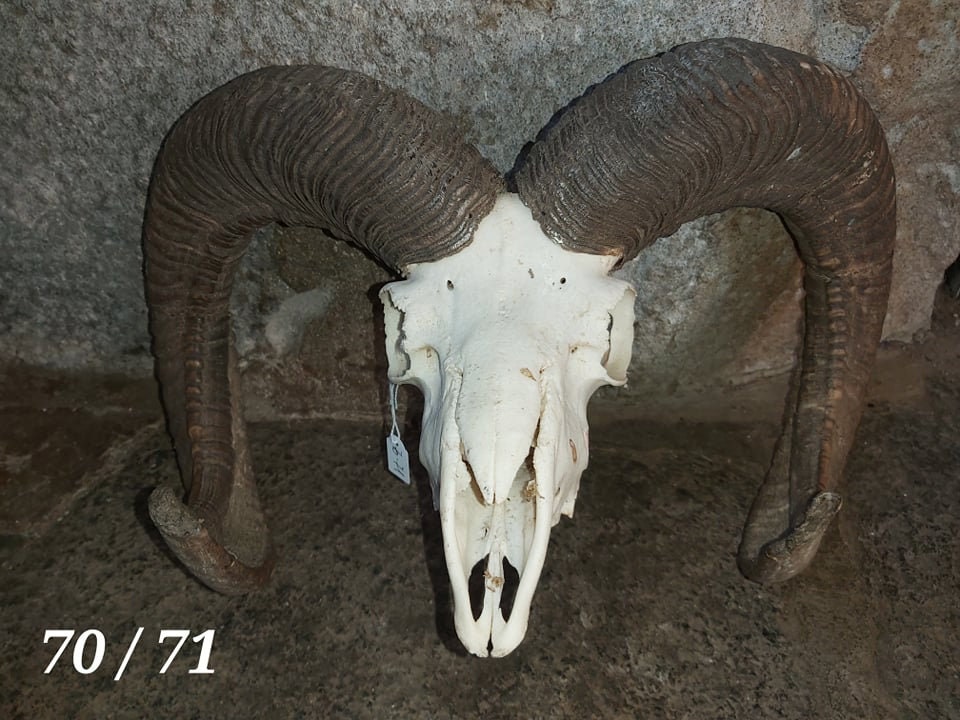 Trophée de Mouflon - 70/71