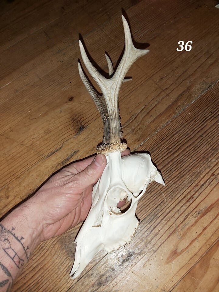 Trophée Chevreuil - Crâne Entier 36