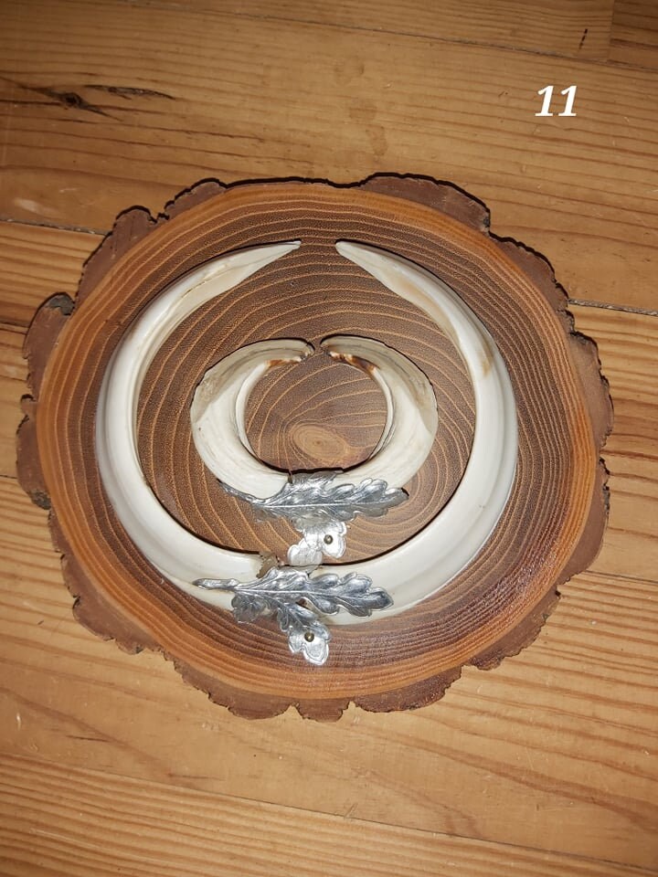 Trophée de Sanglier - 11 Fendue