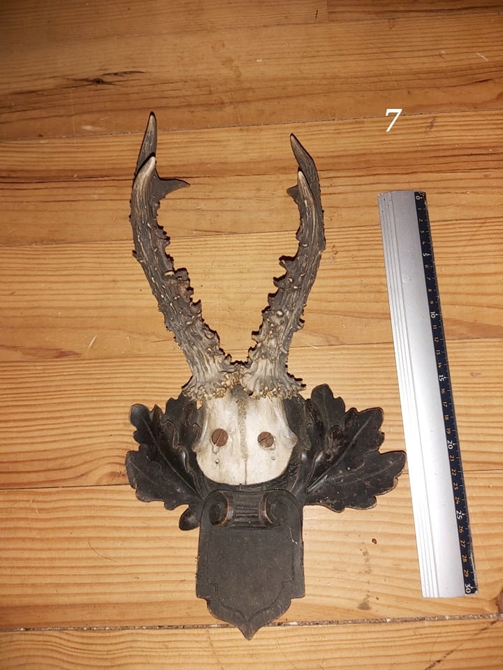 Scalp de Chevreuil - Antique 7