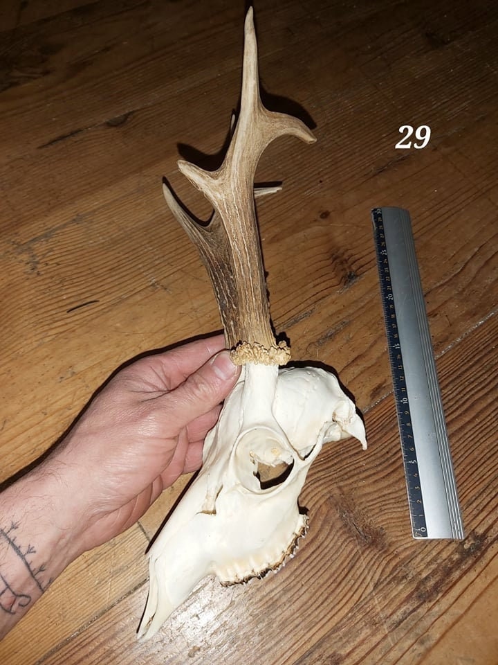 Trophée Chevreuil - Crâne Entier 29