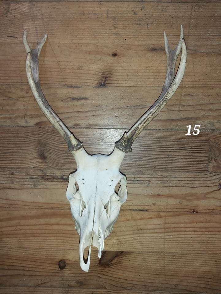 Trophée Cerf Sika - 15