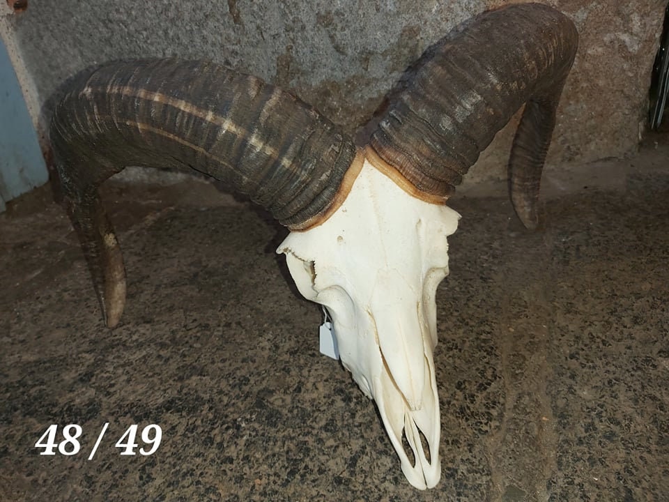 Trophée de Mouflon - 48/49