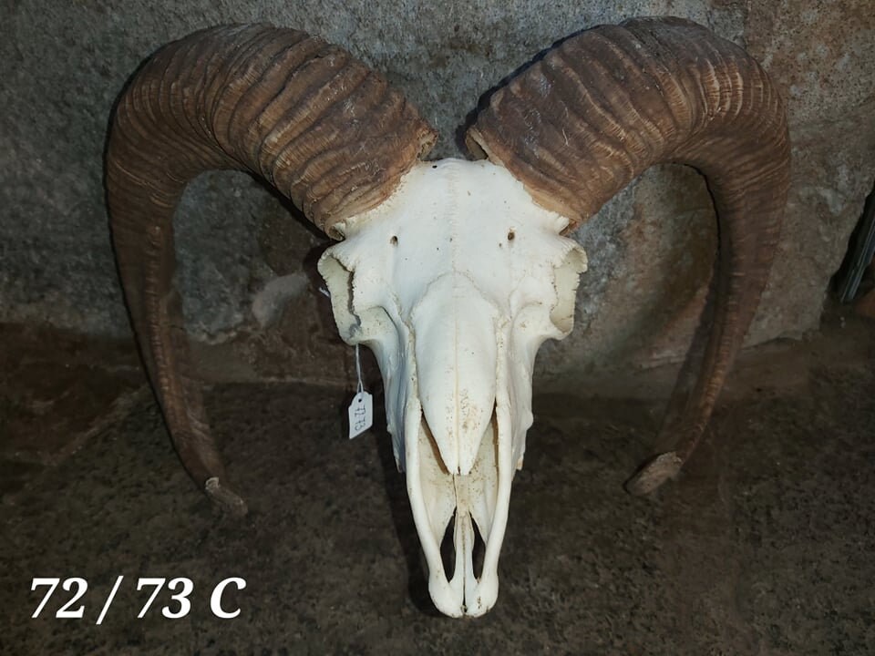 Trophée de Mouflon - 72/73 C