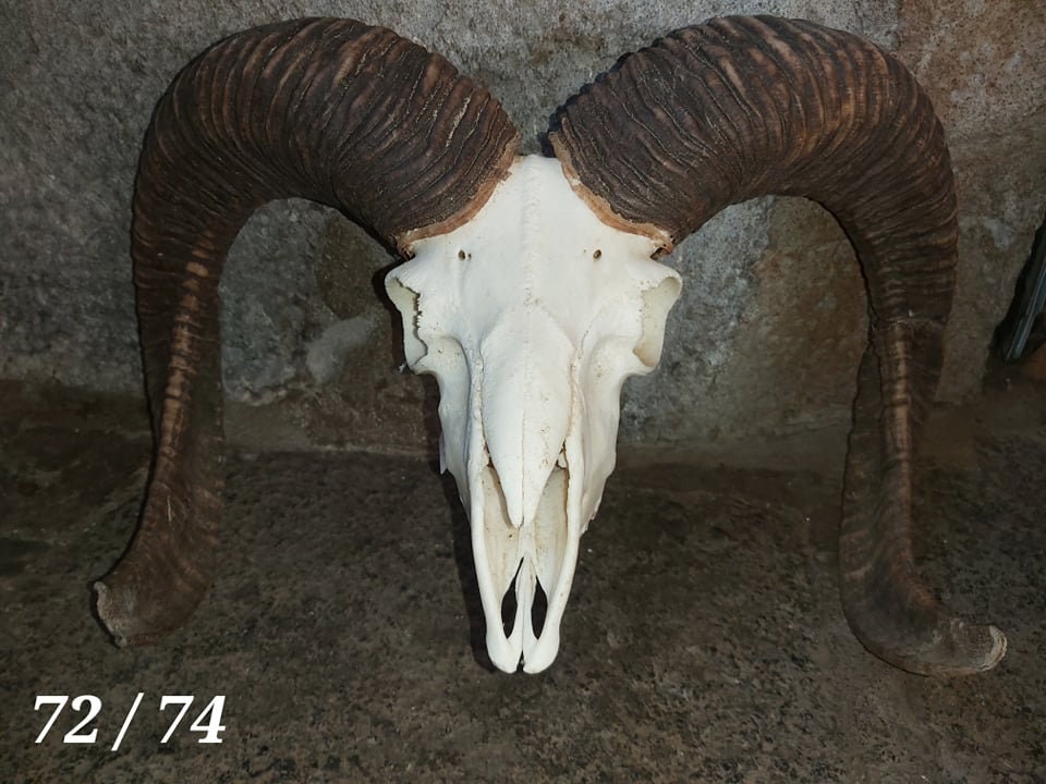 Trophée de Mouflon - 72/74