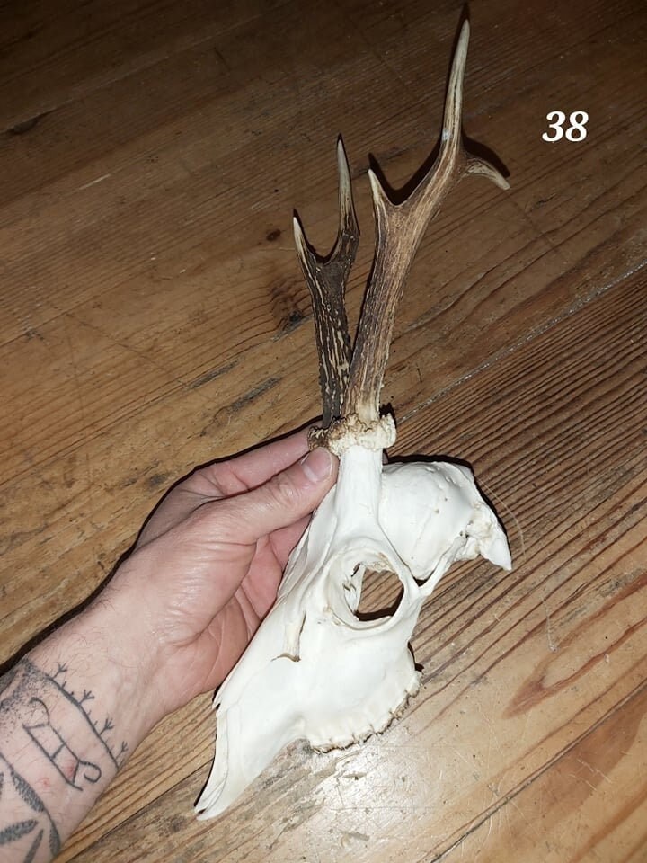 Trophée Chevreuil - Crâne Entier 38