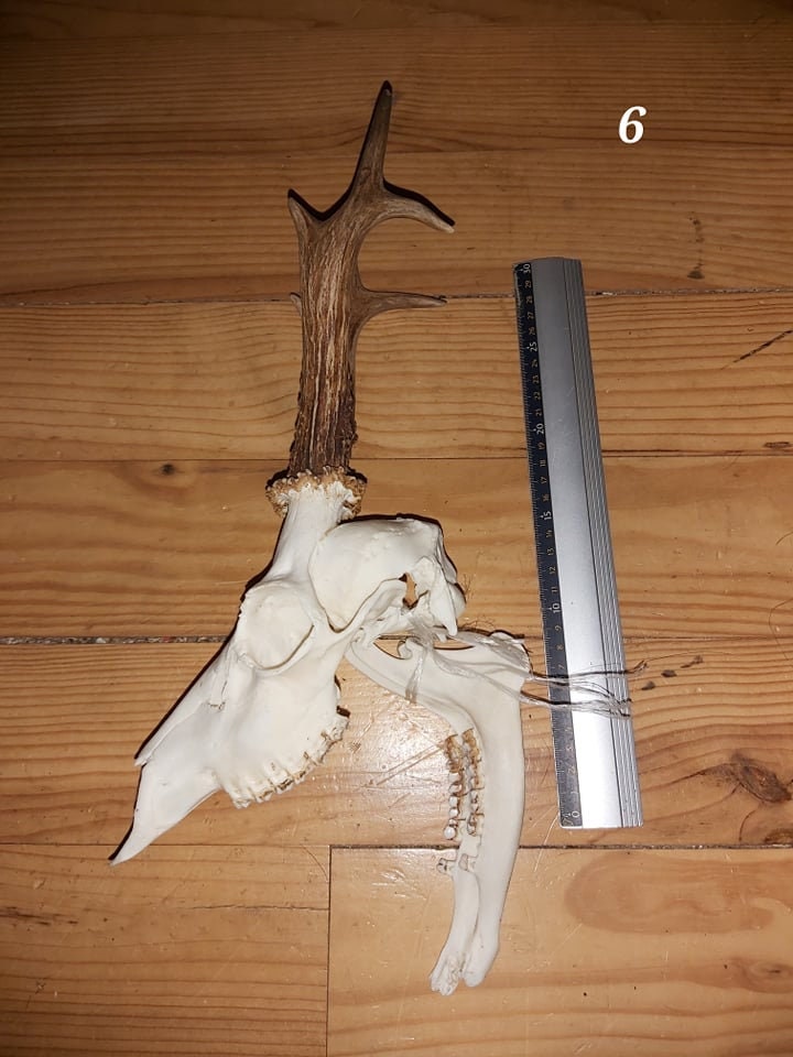 Trophée Chevreuil - Crâne Entier 6