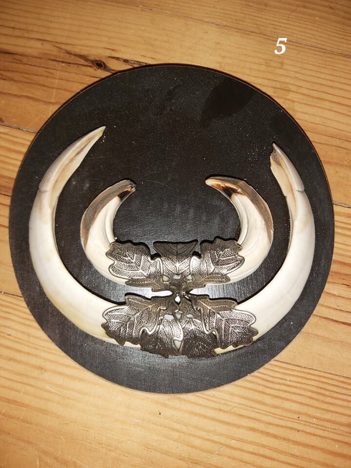 Trophée de Sanglier - 5