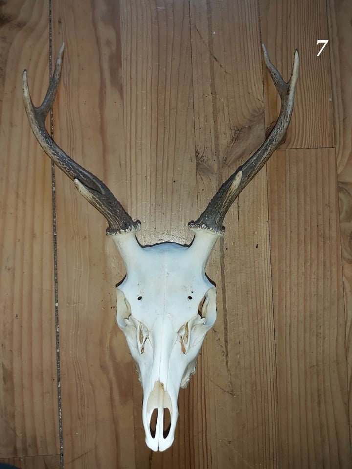 Trophée Cerf Sika - 7