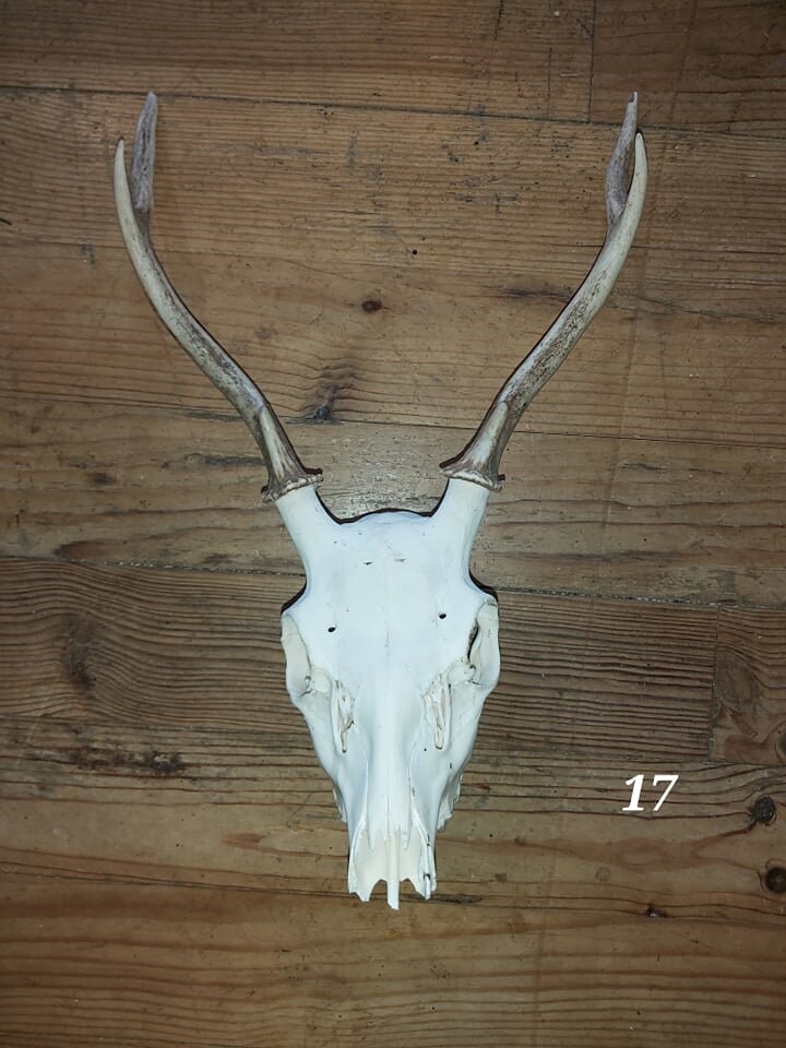 Trophée Cerf Sika - 17