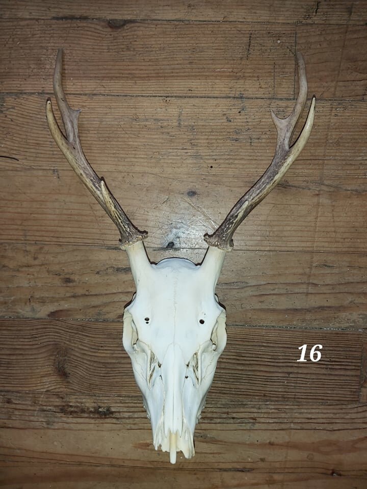 Trophée Cerf Sika - 16