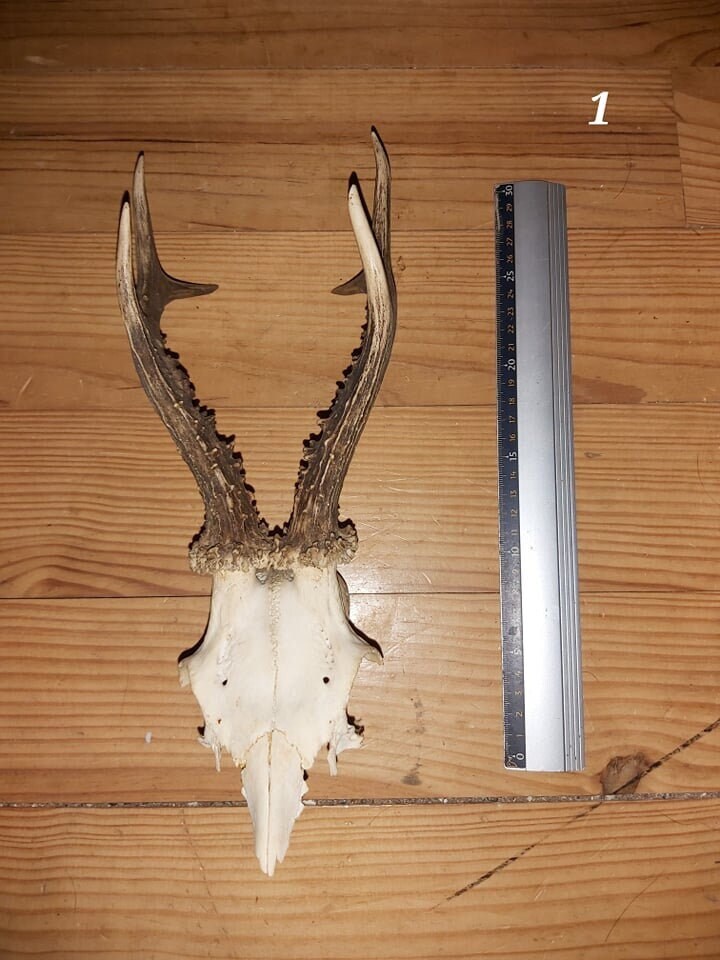Scalp de Chevreuil - 1