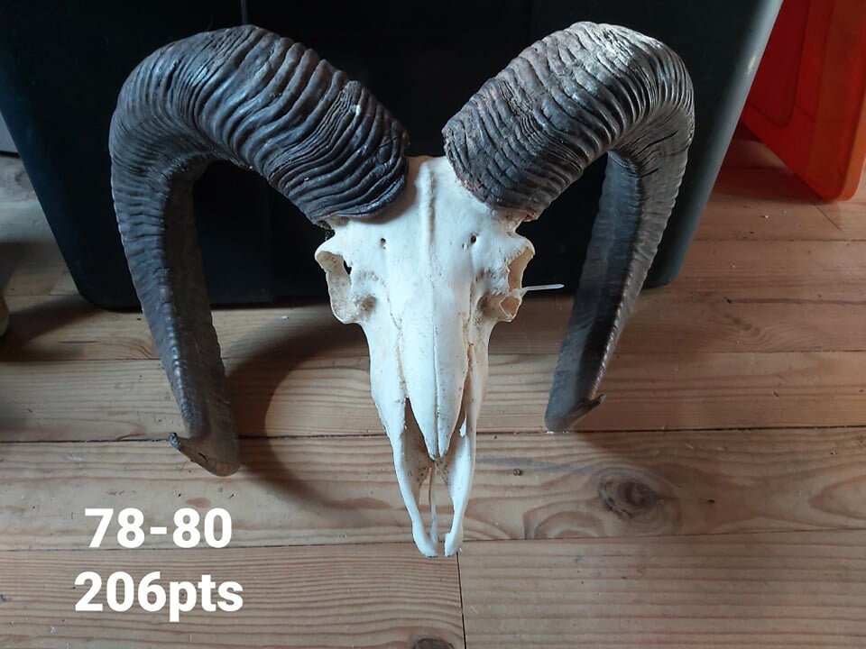 Trophée de Mouflon - 78/80