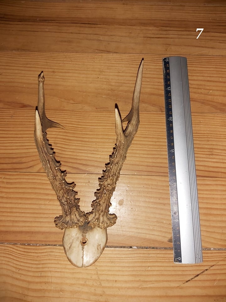 Scalp de Chevreuil - 7