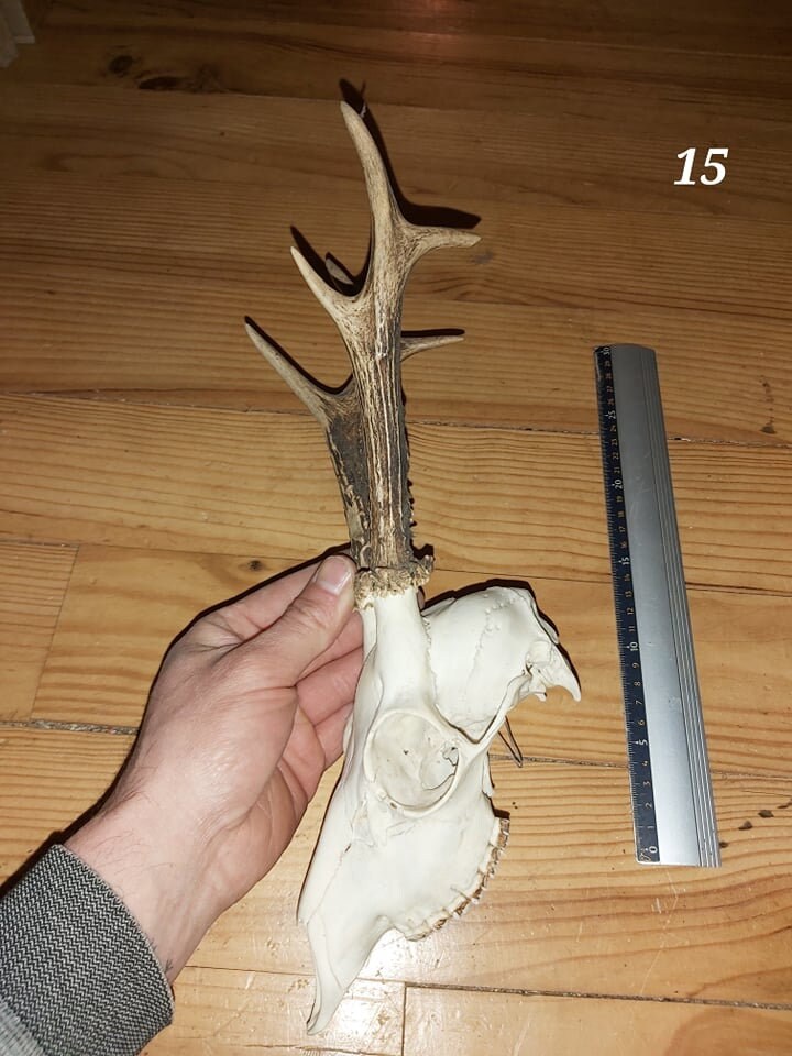 Trophée Chevreuil - Crâne Entier 15