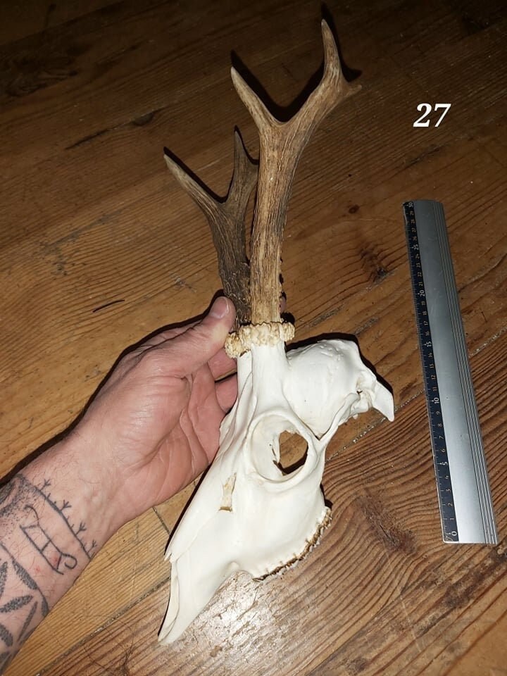 Trophée Chevreuil - Crâne Entier 27