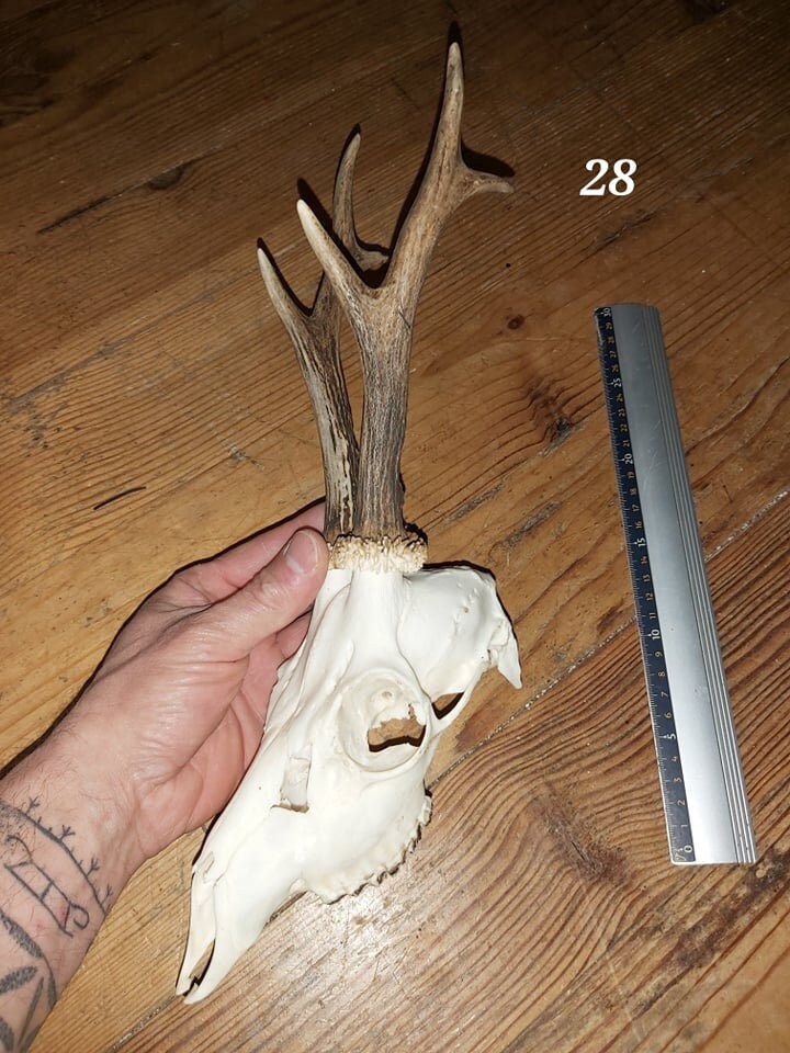 Trophée Chevreuil - Crâne Entier 28