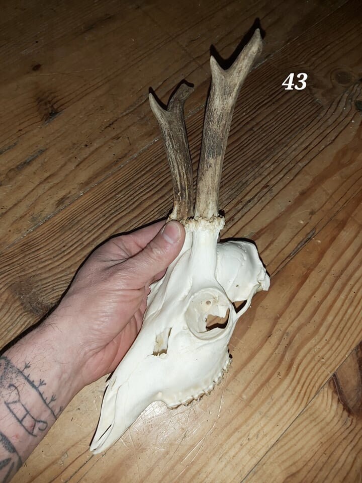 Trophée Chevreuil - Crâne Entier 43