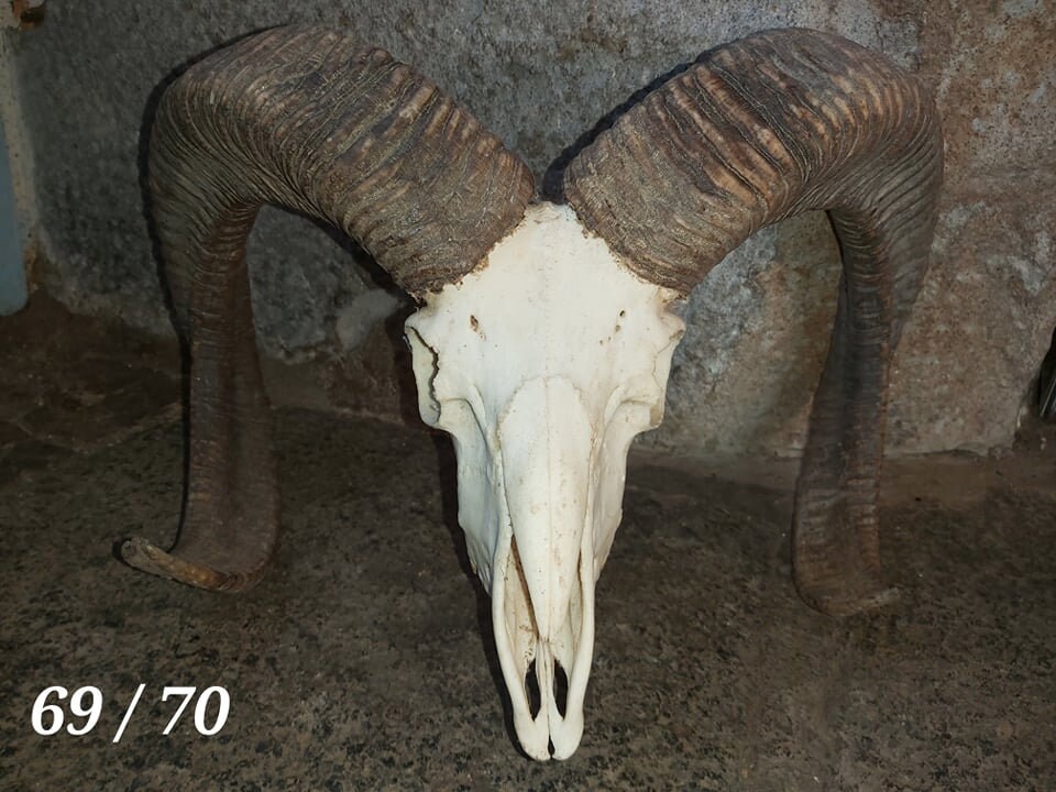 Trophée de Mouflon - 69/70