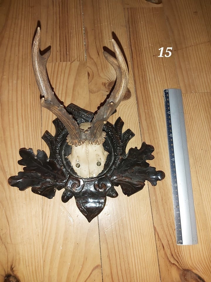 Scalp de Chevreuil - Antique 15