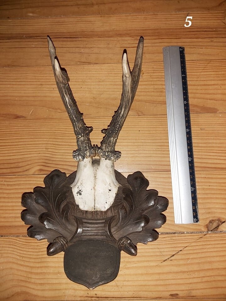 Scalp de Chevreuil - Antique 5