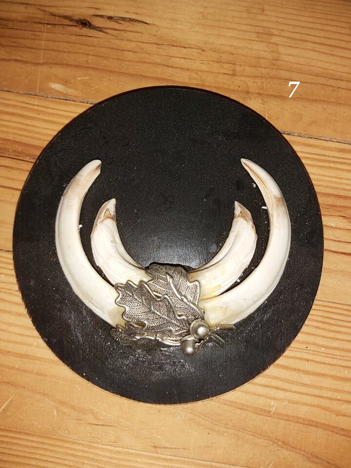 Trophée de Sanglier - 7
