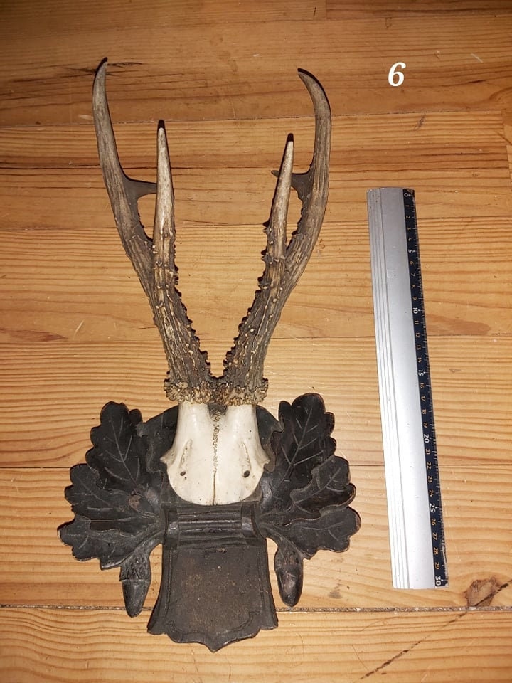 Scalp de Chevreuil - Antique 6