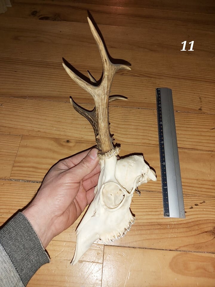 Trophée Chevreuil - Crâne Entier 11
