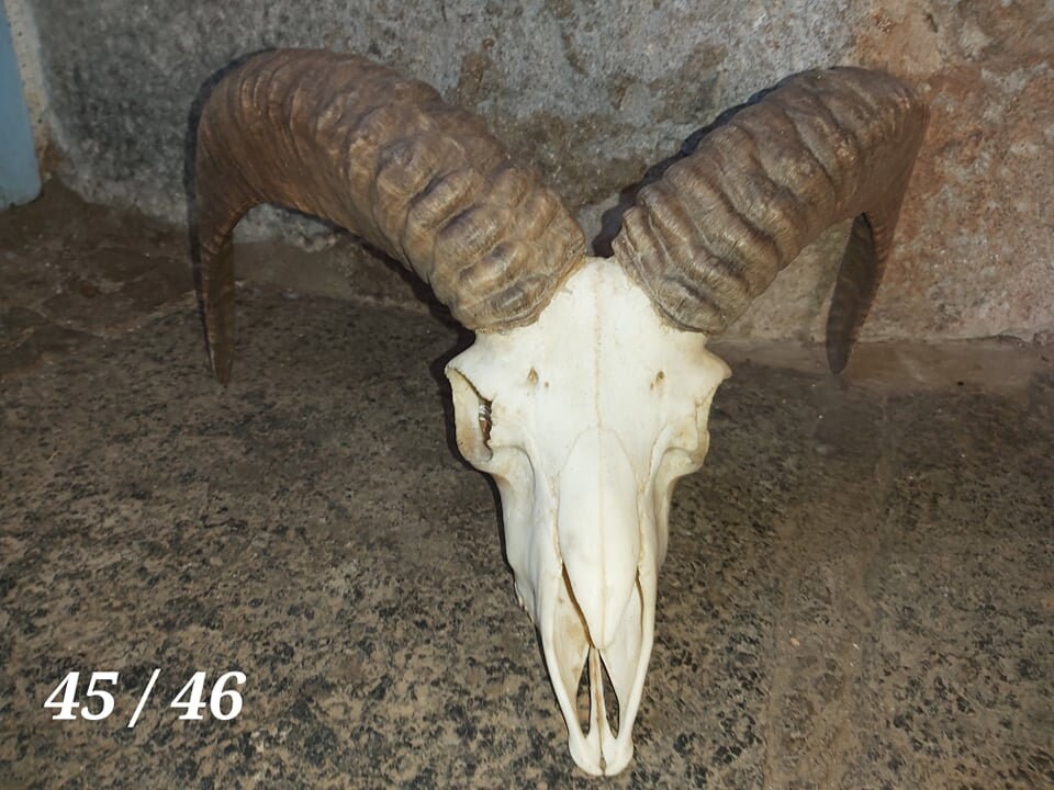 Trophée de Mouflon - 45/46