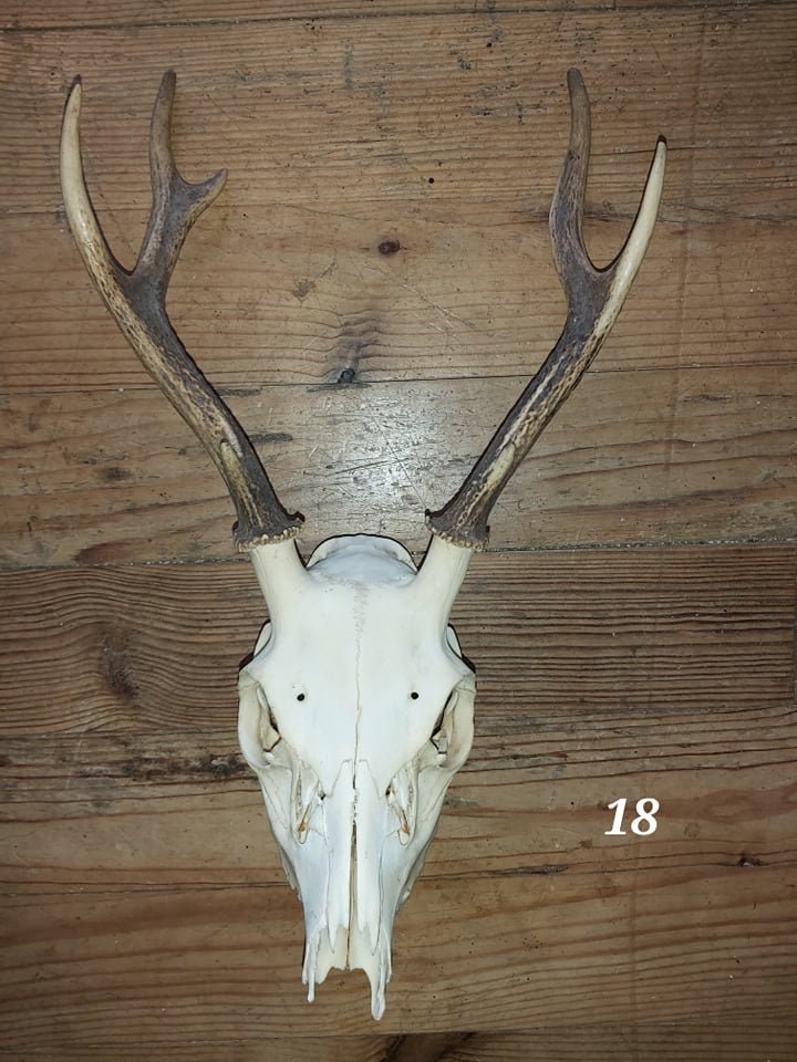 Trophée Cerf Sika - 18