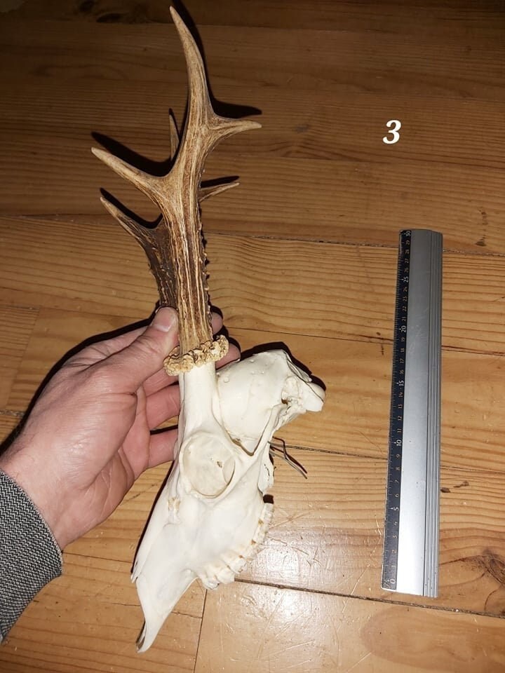 Trophée Chevreuil - Crâne Entier 3