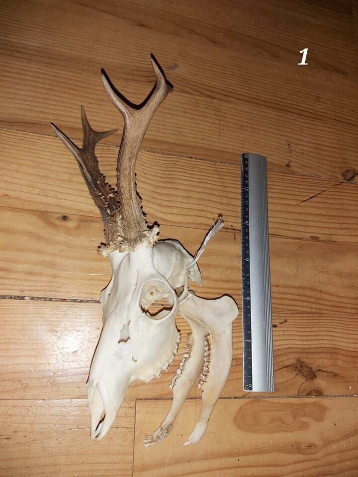 Trophée Chevreuil - Crâne Entier 1