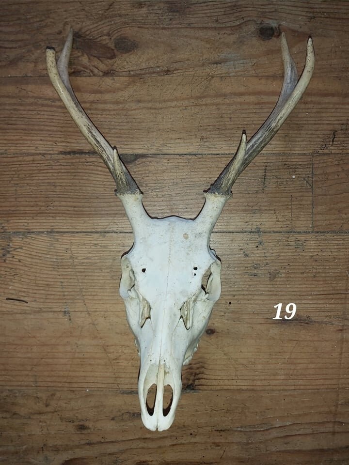 Trophée Cerf Sika - 19