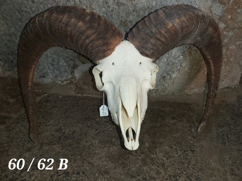 Trophée de Mouflon - 60/62 B