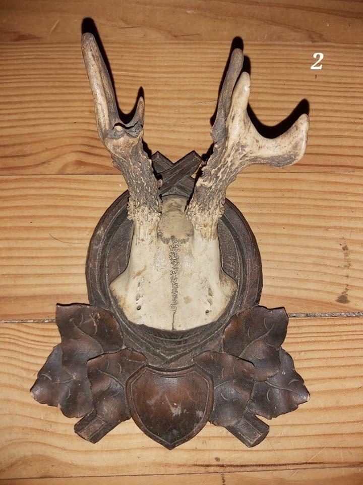 Scalp de Chevreuil - Antique 2